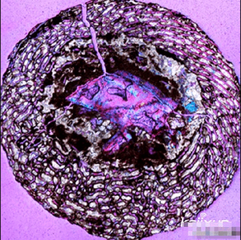 ΰ�ײ�����